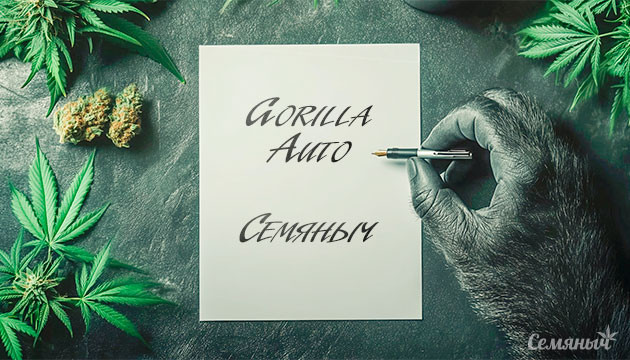 Гроурепорт сорта Gorilla Auto fem от Семяныча
